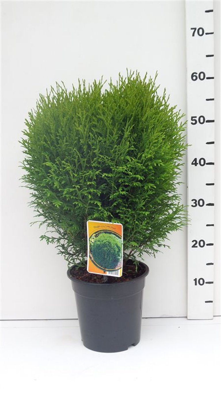 Thuja occ. 'Little Giant' - C3 30-40 CM